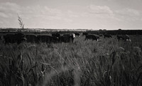 Nebraska Cattle